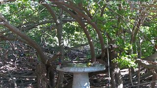 Key Largo - Painted Buntings + Catbird (and Cardinals!)