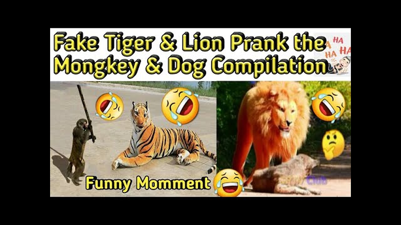 Troll prank dog funny & fake 🐅 tiger and fake lion 🦁 prank to dog & huge box prank