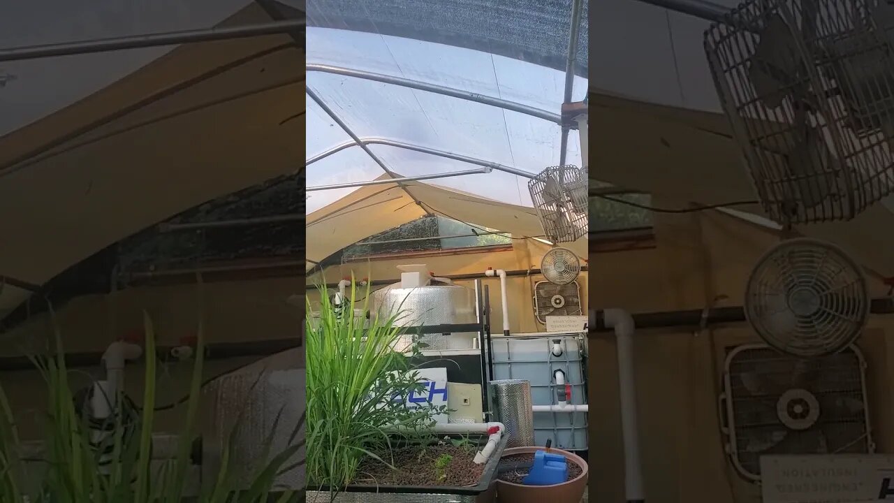 Bird flying around in aquaponic green house #shorts