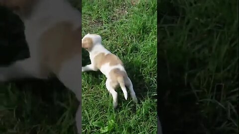 Ох уж эти собаки и кошки! Щенок нападает на котят.