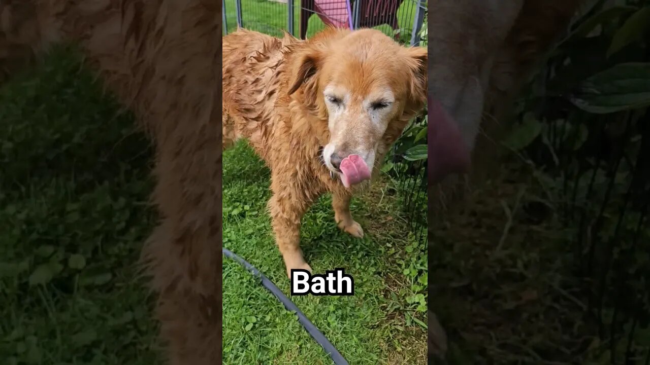 Best Day Ever! Bath Time? #dog #best #goldenretriever Titan age 12