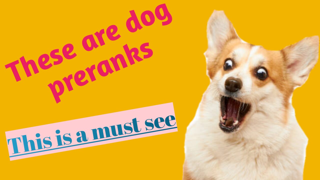 Dog preranks