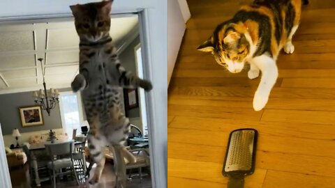 Frightened flying cat - Funniest Animal Videos