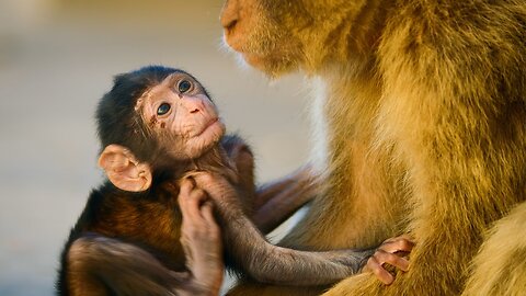 Infant Macaque Kidnapped| Seven Worlds One Planet