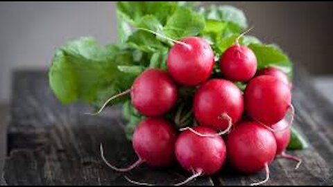 Radish cultivation