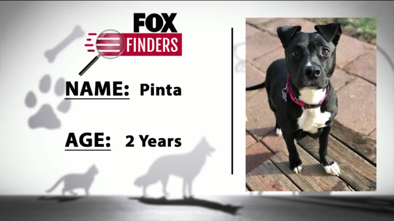 FOX Finders Pet Finder - Pinta