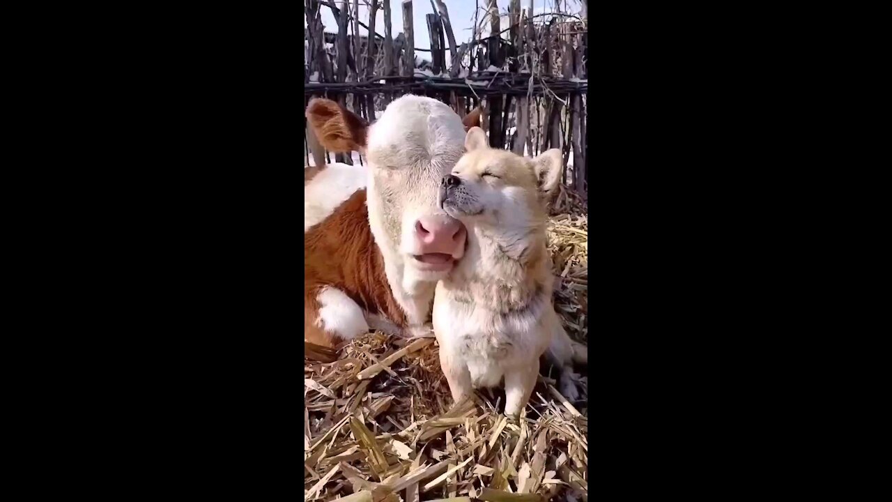 Love a dog and a cow