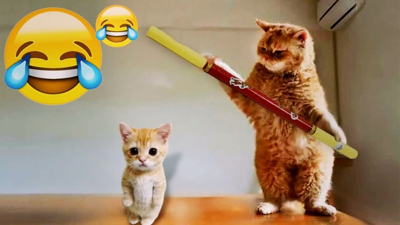 Funniest Animals - Best Of The 2024 Funny Animal Videos #2