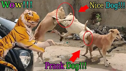 Wow Nice Dog!!! Fake Tiger Prank Dog Run So Very Funny Try To Stop Laugh Challenge