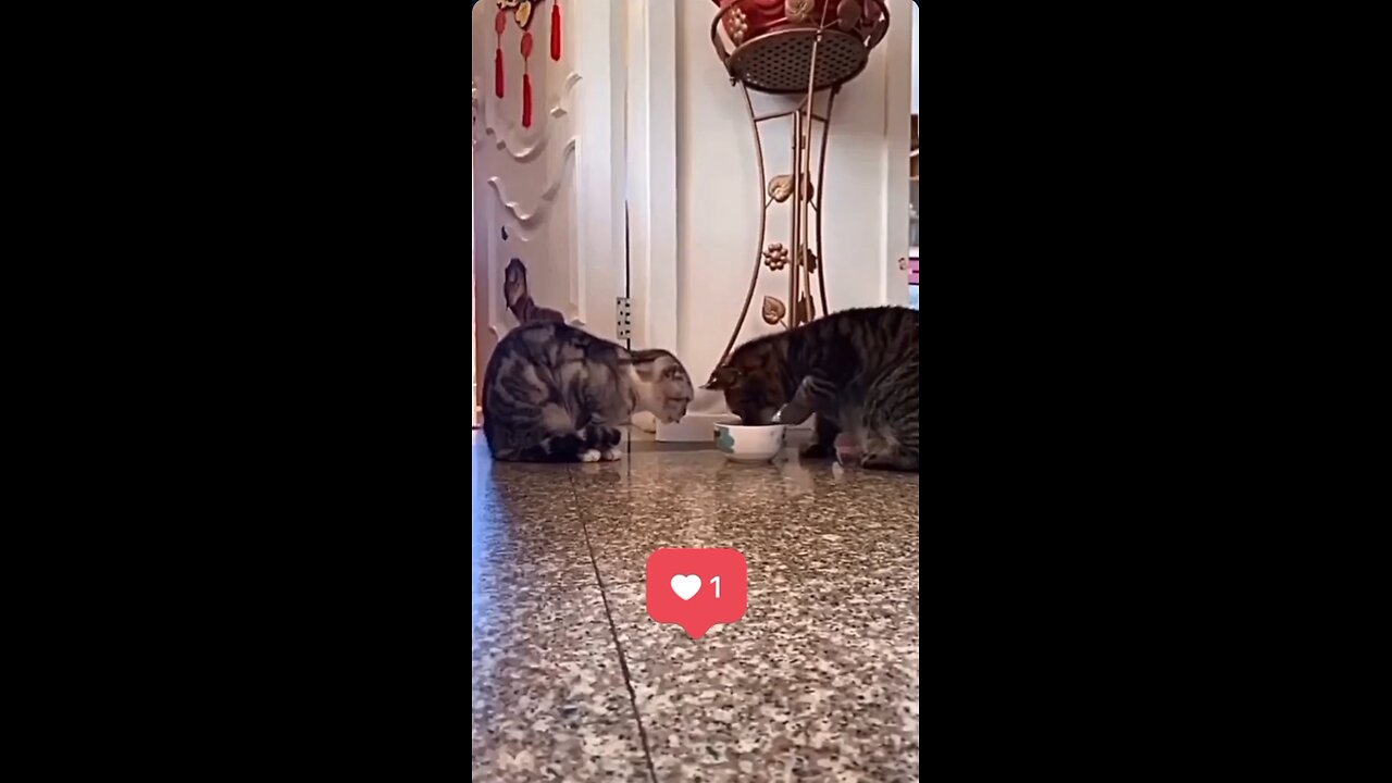 Love is the Answer 😻 cats caring for eachother