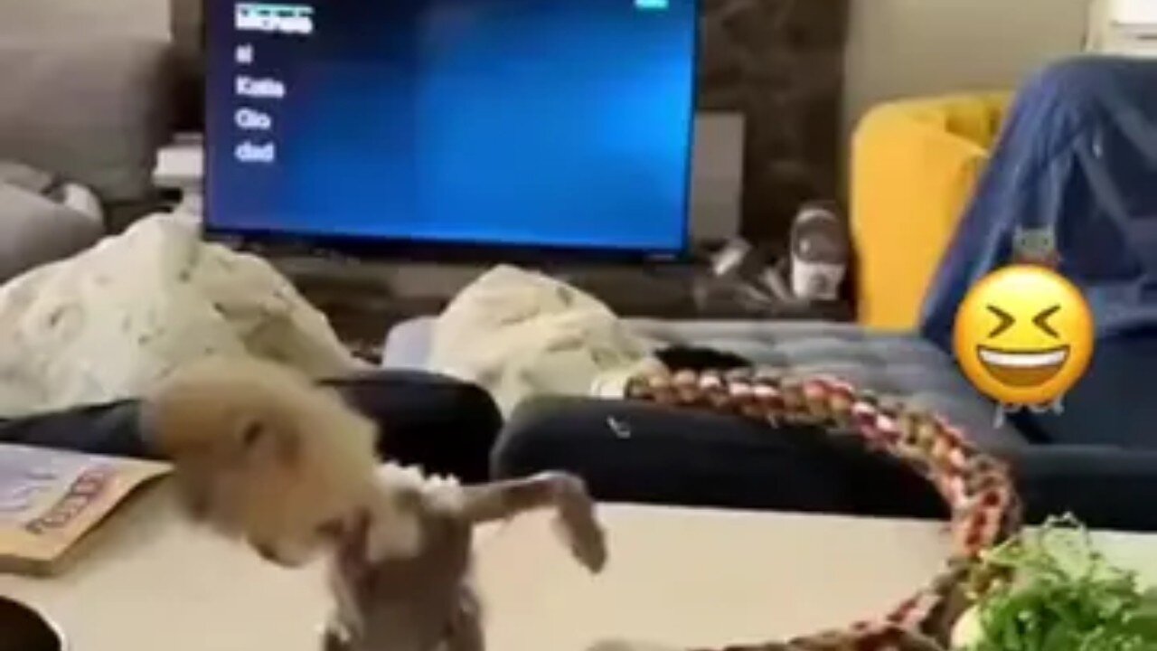 Funny animals dance 😂😂Follow me please.