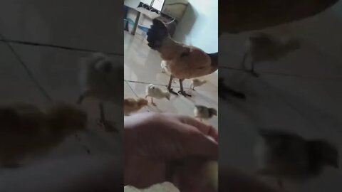 Passeando na sala