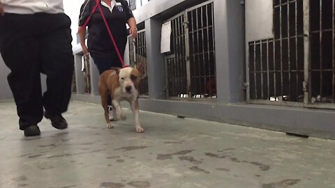 SOUTH AFRICA - Cape Town - SPCA rescues dog from a fighting ring. (Video) (JYD)