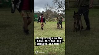 Stability and protection. Only engaged when told to. #protectiondog #malinois #bitework