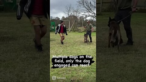 Stability and protection. Only engaged when told to. #protectiondog #malinois #bitework