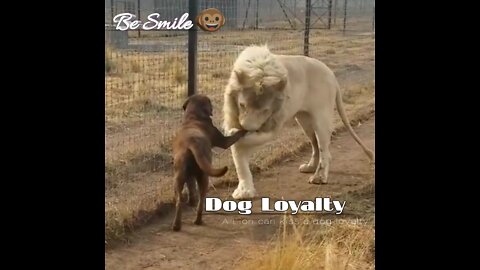 A Lion can kiss a Dog foot for his loyalty.