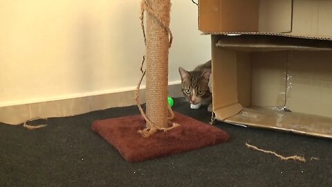 Cat Hid in a Corner