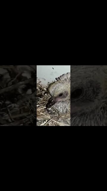 Birmingham Roller Pigeon Baby #pigeon #trending #shortvideo #birds #animals