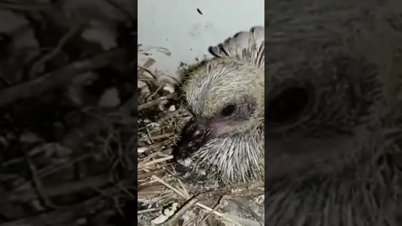 Birmingham Roller Pigeon Baby #pigeon #trending #shortvideo #birds #animals