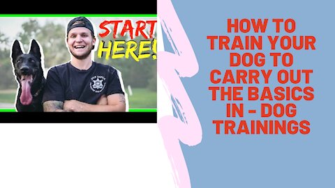 How To TRAIN Your DOG to carry out the basics in - Dog Trainings