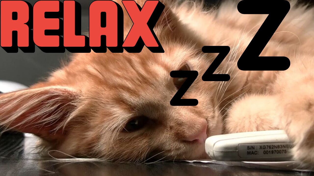 🐱 Cat falling asleep 🌓 - With Relax Music, to relief anxiety, tension and stress