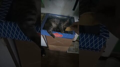 My cat