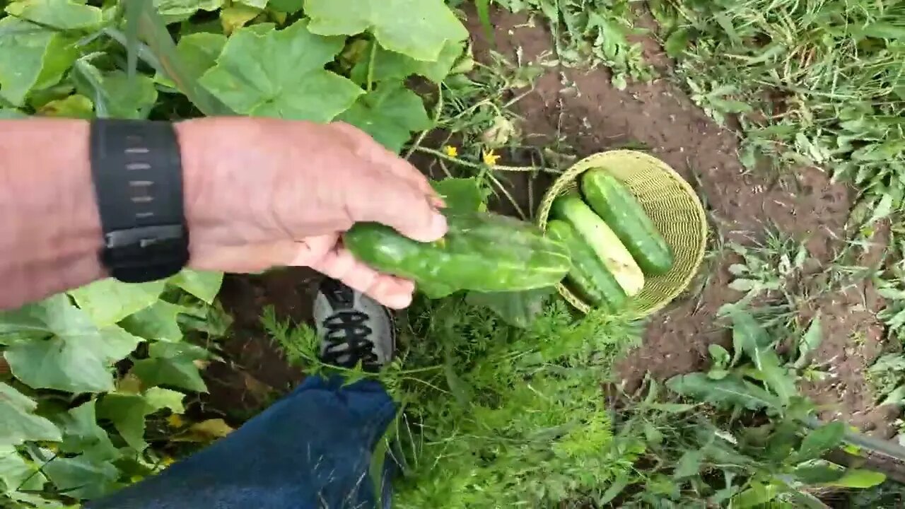 END OF SUMMER ,GARDEN ENDING