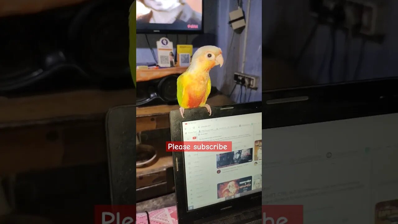 আমিও কম্পিউটার শিখছি 😊 l #shorts l #pineappleconure l @BikisAviary