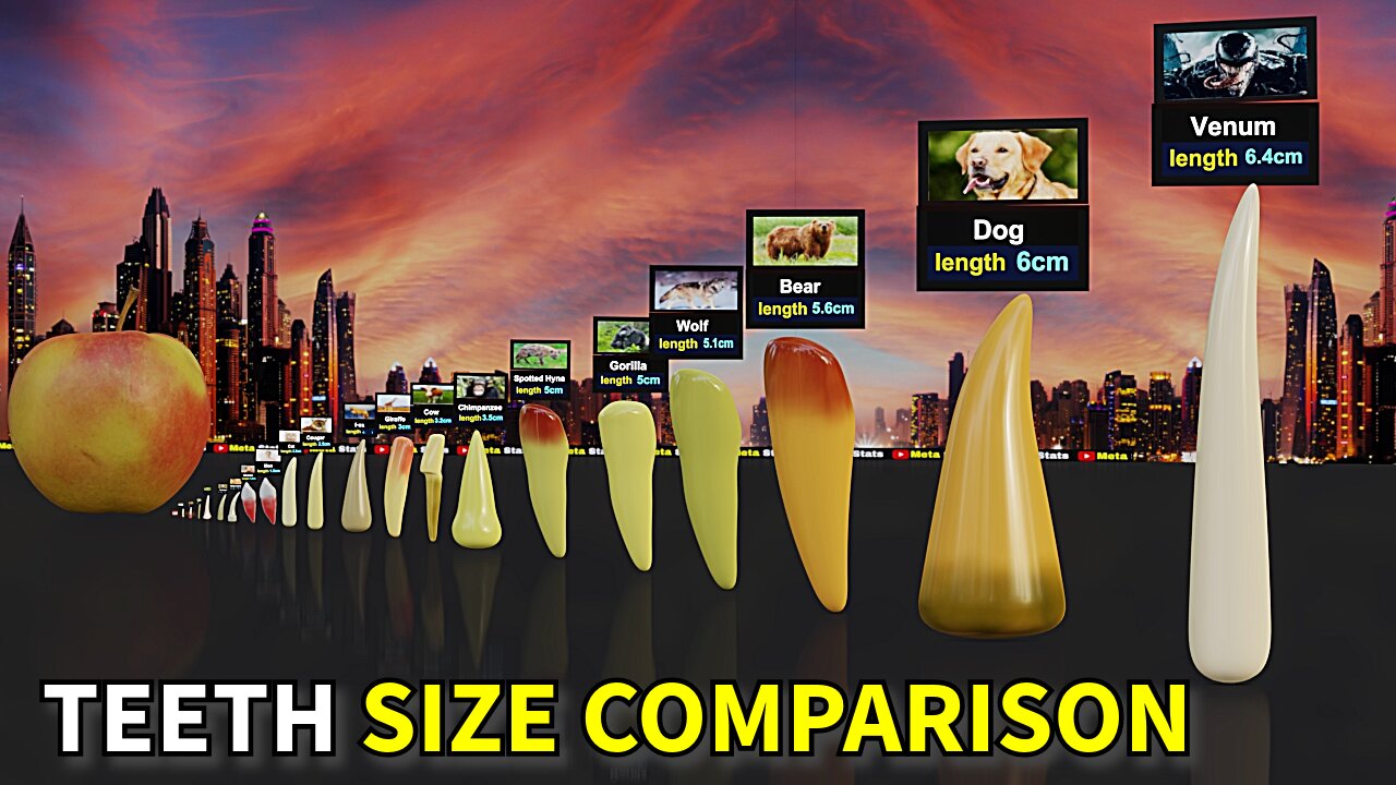 Teeth Size Comparison. Animal Teeth Size Comparison