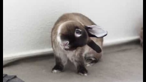 Meet the adorable rabbit with a tilted head