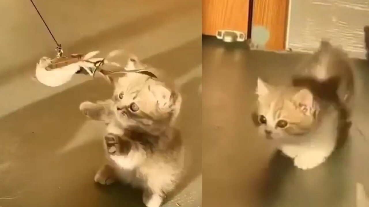 Funny cat