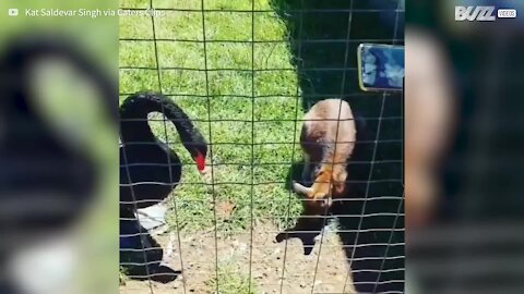 Un kangourou se fait attaquer par un cygne dans un parc