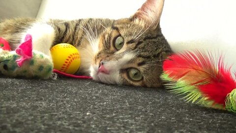 Kitten Follows the Toy with His Eyes