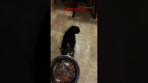 KITTY acts like she isn’t fed 15 times a day