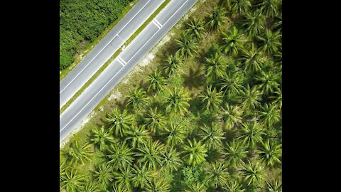 Biggest Coconut Palm Tree Farm In Maldives