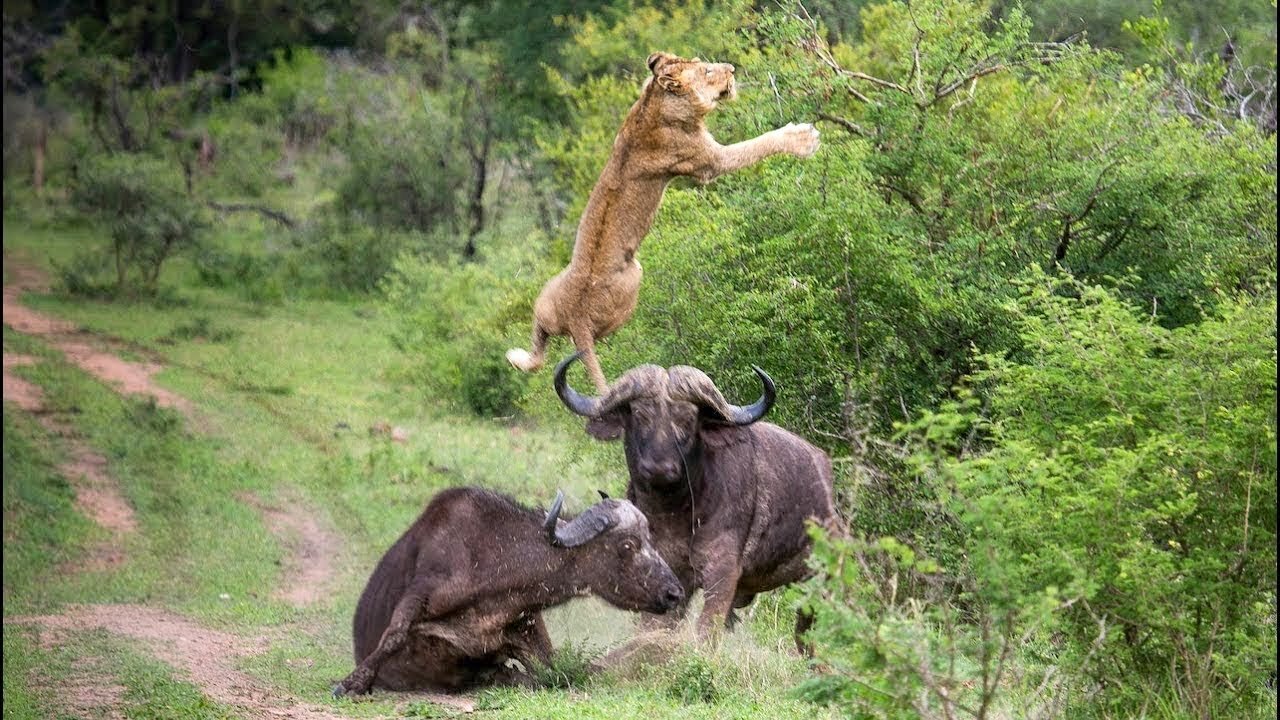 25 Times Animals Messed With The Wrong Opponent