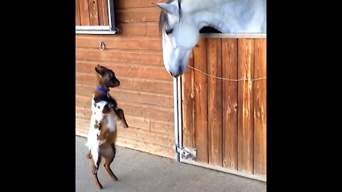 Naughty lamb dancing for the horse