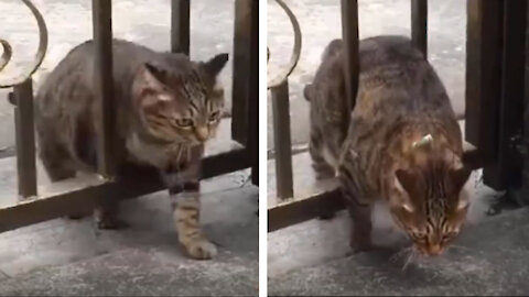 The cat got stuck in the door
