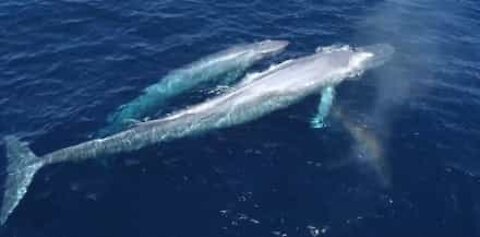 Drone riprende una famiglia di balene