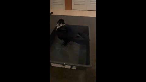 Pied Raven takes a bath