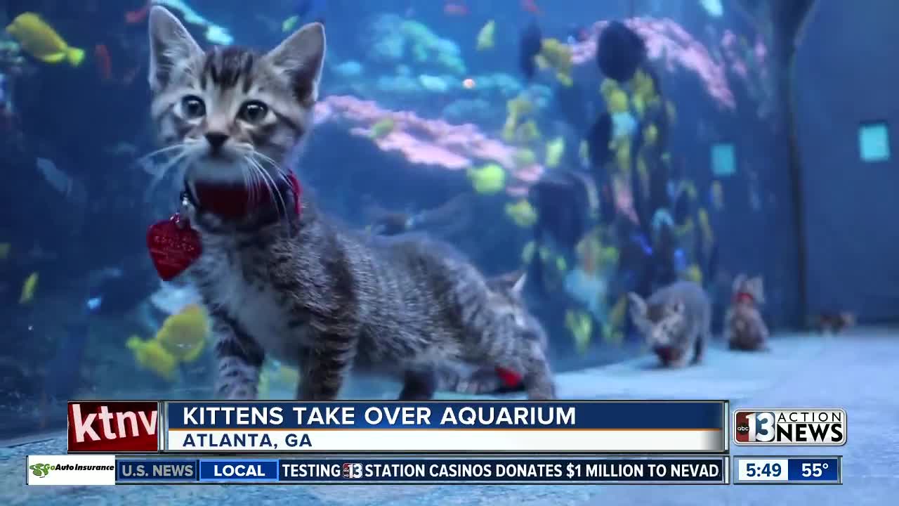 TRENDING: Kittens take over aquarium in Atlanta