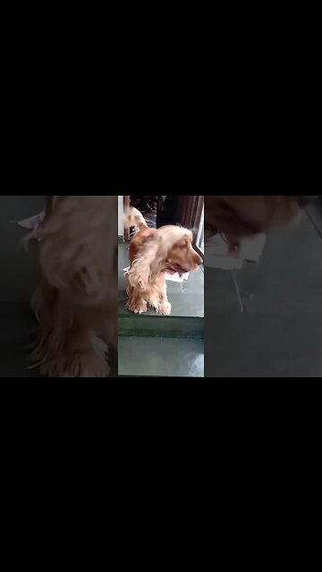 #dogshow , #animals , #dogs , #shorts