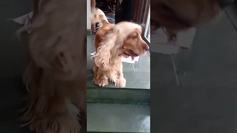 #dogshow , #animals , #dogs , #shorts