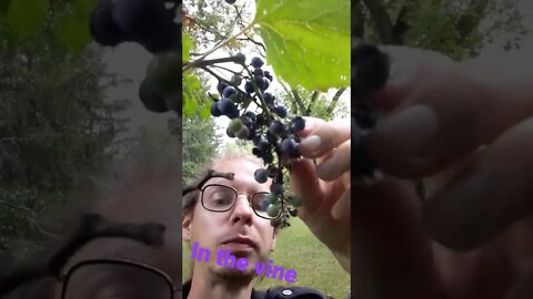 Wild grapes #sfmcollective #shorts #grapes #wild #mouthburn #haha