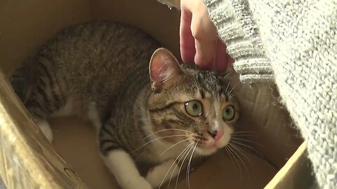 Kitten Bites from a Box