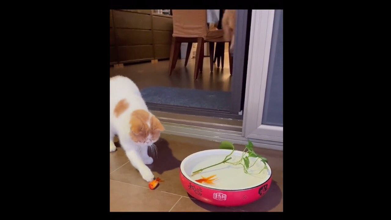 Cat playing with goldfish