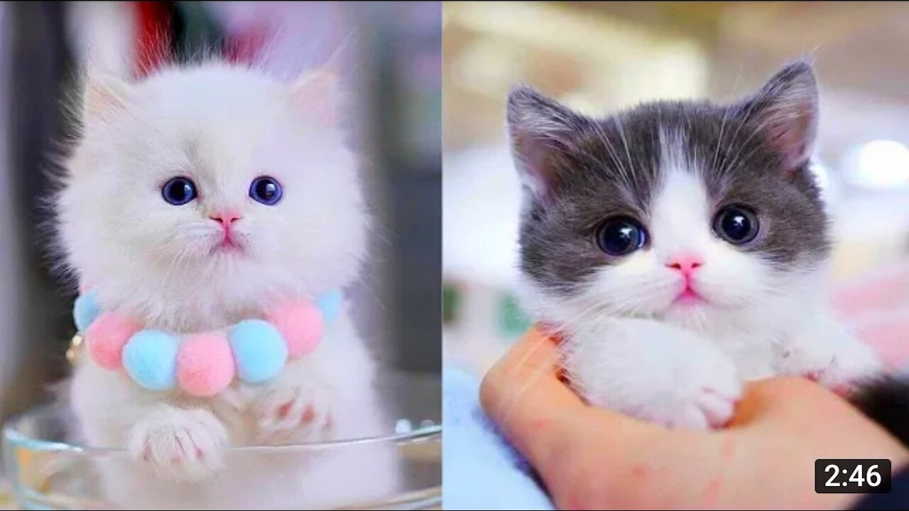Cute cat pets | cutest cats | cat pets fun