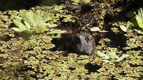 Young Alligator Just Living the Swamp Life