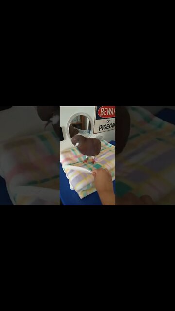 1Min Animal World #dogs #cats #pet