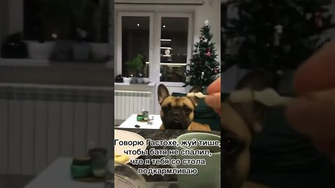 #shorts Смешные Собаки Из Тик Тока 216 Funny Dogs From Tiktok